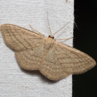 Scopula virgulata (vlnopásník pruhovaný), NPP Červený kopec