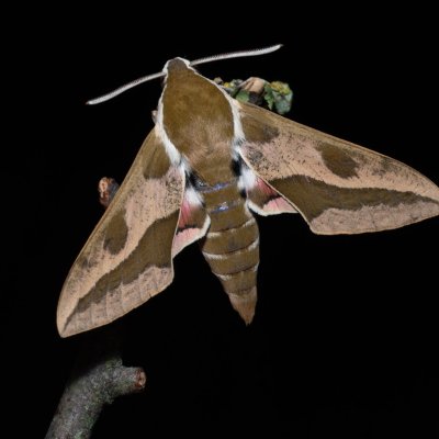 Hyles euphorbiae (lišaj pryšcový), PP Skalky u Sedlece