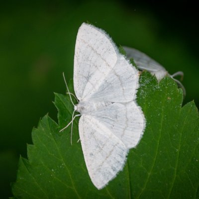 Cabera pusaria (světlokřídlec obecný), Lukovany