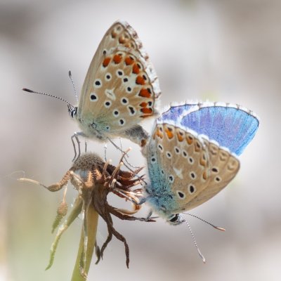 Polyommatus bellargus (modrásek jetelový), HR, Cesarica