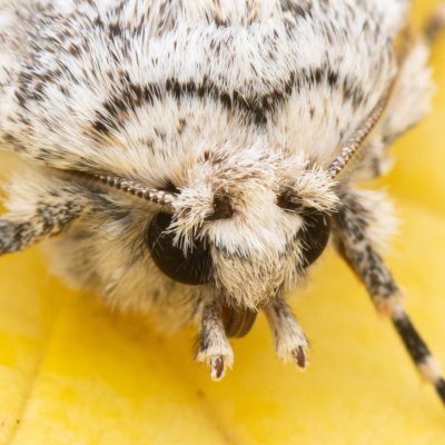 Polymixis xanthomista (pestroskvrnka podzimní), lom Perná