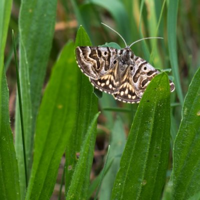 Euclidia mi (jetelovka menší), Havranické vřesoviště
