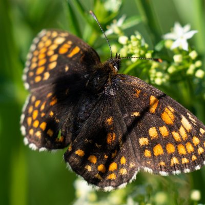 Melitaea athalia (hnědásek jitrocelový), SK, Štôla