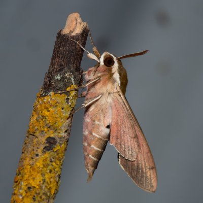 Hyles euphorbiae (lišaj pryšcový), PR Svatý kopeček