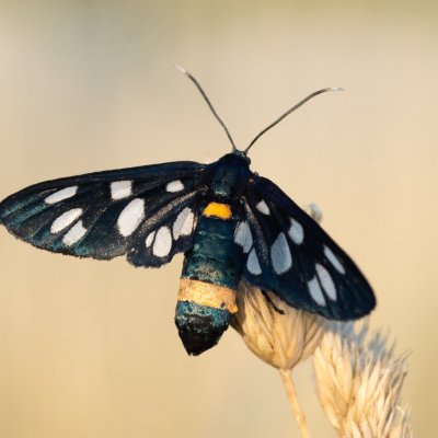 Amata phegea (běloskvrnáč pampeliškový), PR Kamenný vrch
