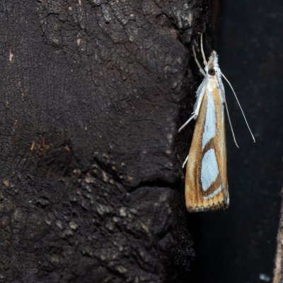 Catoptria permutatella (travařík stříbroskvrnný), SK, Štôla