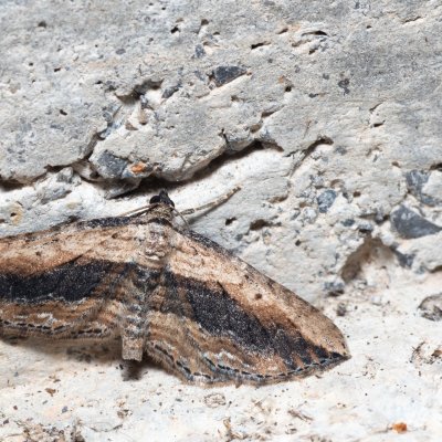 Horisme vitalbata (píďalka zdobená), HR, Krasno