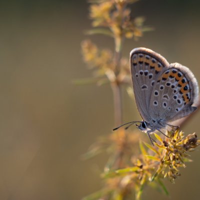 Plebejus argus (modrásek černolemý), PR Kamenný vrch