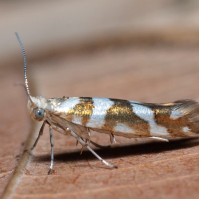 Argyresthia goedartella (molovka olšová), Henčov