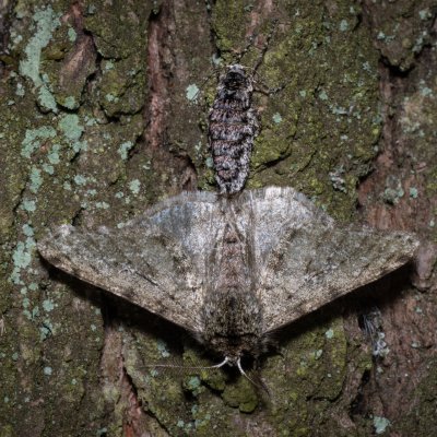 Phigalia pilosaria (drsnokřídlec hrušňový), Žebětín