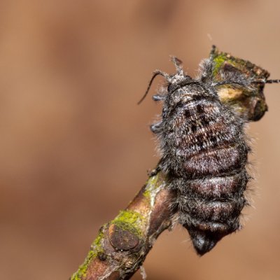 Apocheima hispidaria (drsnokřídlec dubový), Žebětín