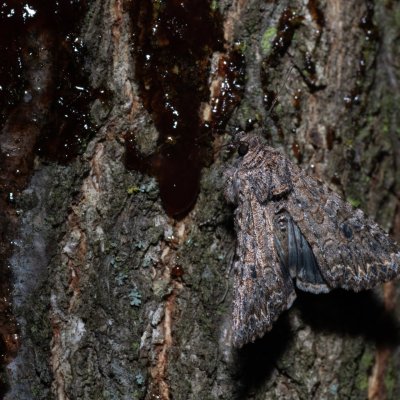 Anarta trifolii (můra jetelová), PR Kamenný vrch