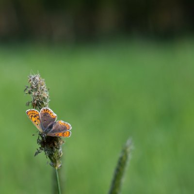 Lycaena tityrus (ohniváček černoskvrnný), PP Bobrava