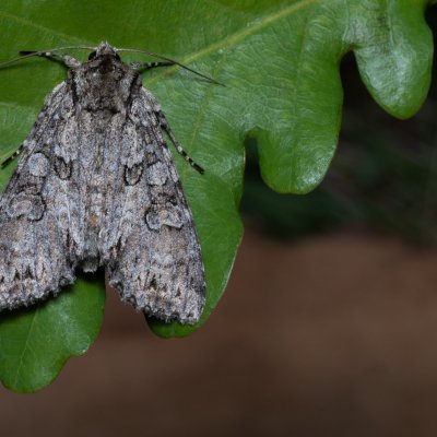 Polia nebulosa (můra jitrocelová), PP Černice
