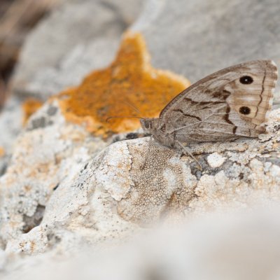 Hipparchia fidia (okáč pruhovaný), ES, Torrent de Pareis, Mallorca