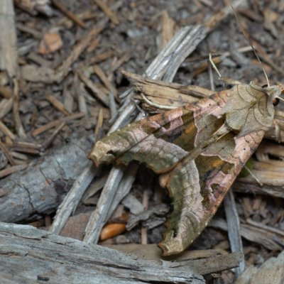 Phlogophora meticulosa (blýskavka mramorovaná), PP Augšperský potok