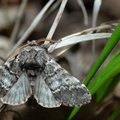 Drymonia ruficornis (hřbetozubec dubový), Žebětín