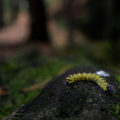 Phalera bucephala (vztyčnořitka lipová), Frýdštejn