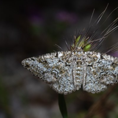 Cleorodes lichenaria (různorožec lišejníkový), GR, Sokraki, Korfu