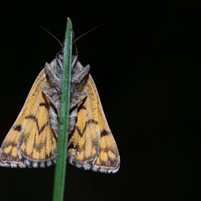 Euclidia mi (jetelovka menší), Havranické vřesoviště