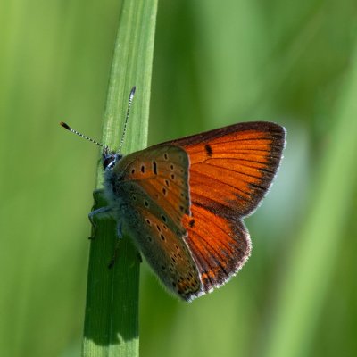 Lycaena hippothoe (ohniváček modrolemý), SK, Štôla