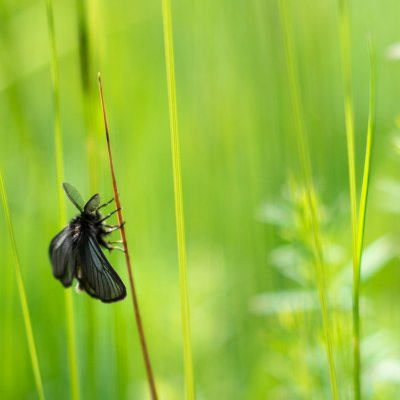 Penthophera morio (smutník jílkový), Přírodní park Rakovecké údolí