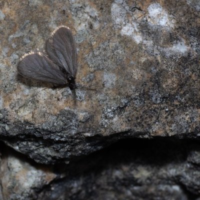 Psychidae sp., Hády