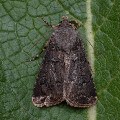 Agrotis bigramma (osenice širokřídlá), NPP Váté písky