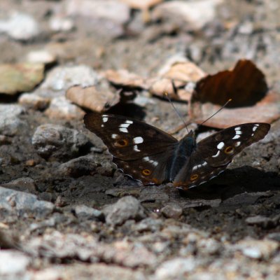 Apatura ilia (batolec červený), Helenčino údolí
