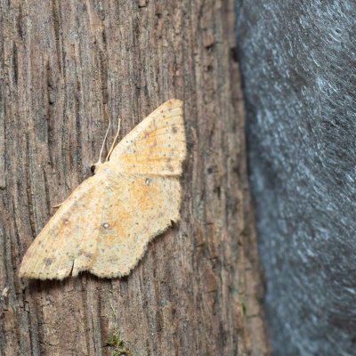 Cyclophora porata (očkovec březový), Augšperský potok