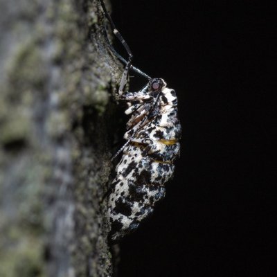 Erannis defoliaria (tmavoskvrnáč zhoubný), Kývalka