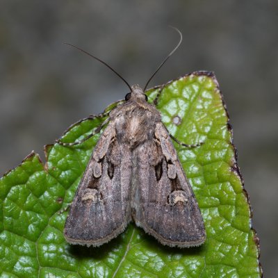 Euxoa obelisca (osenice stepní), Kývalka