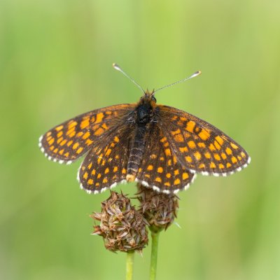 Melitaea athalia (hnědásek jitrocelový), PP Kozének