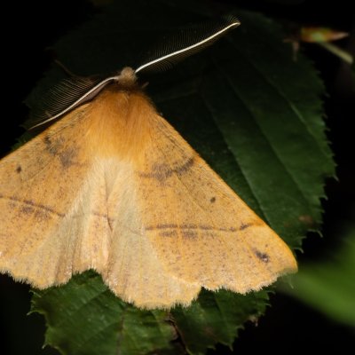 Colotois pennaria (zejkovec pozdní), Žebětín