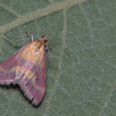 Pyrausta sanguinalis (zavíječ krvavý), Hády