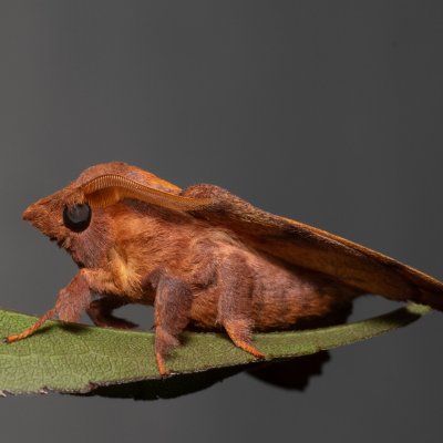 Odonestis pruni (bourovec švestkový), PP Na cvičišti