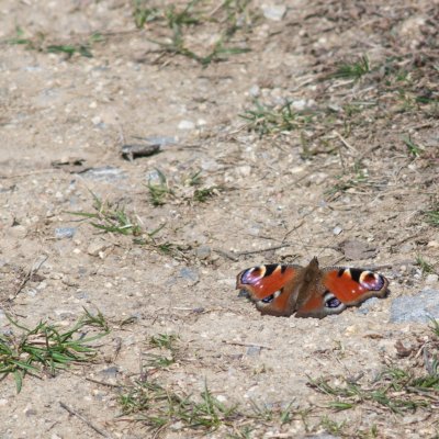 Aglais io (babočka paví oko), Letonice