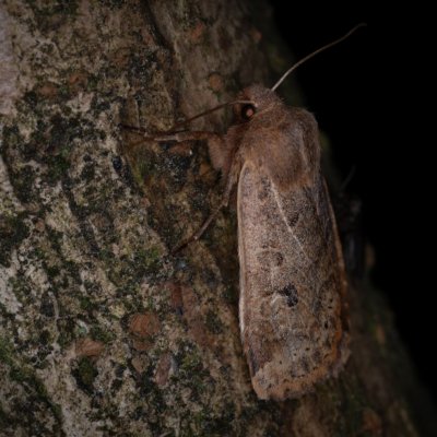 Conistra vaccinii (zimovnice brusnicová), Žebětín