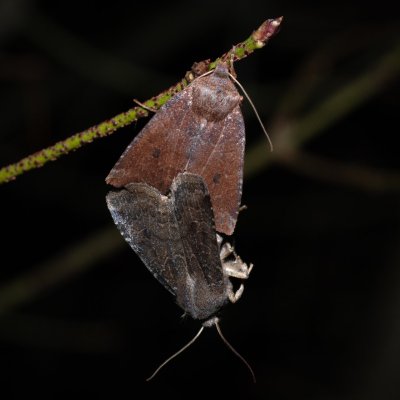 Conistra ligula (zimovnice hlohová), PR Kamenný vrch