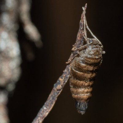 Alsophila aescularia (hedvábnice jarní), Kamenný vrch
