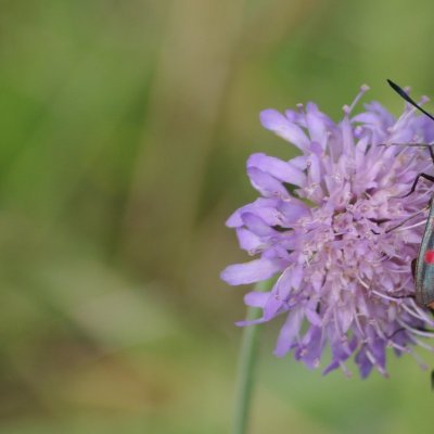 Zygaena filipendulae (vřetenuška obecná), NS Motýlí ráj