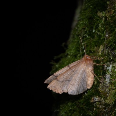 Colotois pennaria (zejkovec pozdní), Podkomorské lesy