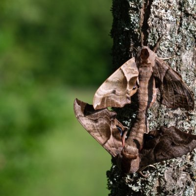 Smerinthus ocellatus (lišaj paví oko), PR Kamenný vrch
