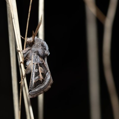 Episema glaucina (jasnobarvec západní), PP Milovická stráň