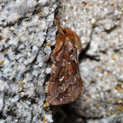 Pharmacis fusconebulosa (hrotnokřídlec kapradinový), SK, Štôla