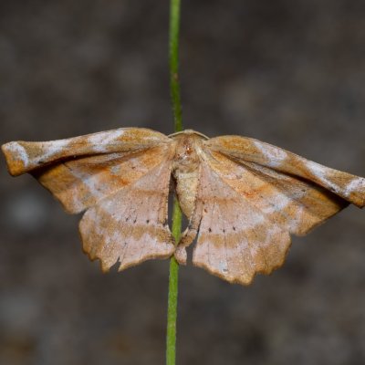Apeira syringaria (zejkovec šeříkový), PP Skalky u Sedlece