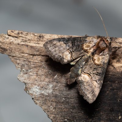 Abrostola sp., Hády - lesní lom