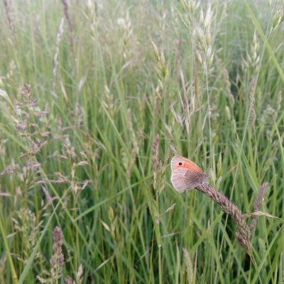 Coenonympha pamphilus (okáč poháňkový), PP Nad řekami