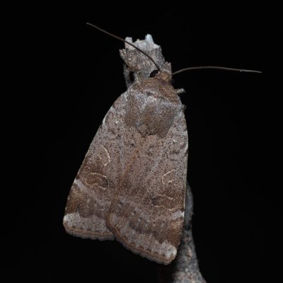 Noctua comes (osenice prvosenková), GR, Sokraki, Korfu