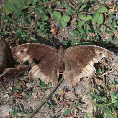 Hipparchia fagi (okáč medyňkový), PP Pustý mlýn